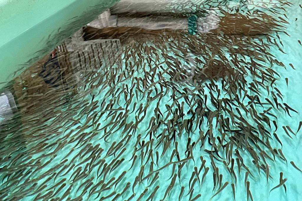 Sequim Gazette photo by Matthew Nash/ A new Hurd Creek Hatchery is being planned to begin construction in February and include a new hatchery building and many other amenities including a water reuse system and more ponds and tanks.