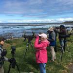 Photo courtesy of Dungeness River Nature Center / Attendees of a recent Olympic BirdFest enjoy a field trip at Dungeness Landing. Registration for the 2023 event is open now at OlympicBirdFest.org.