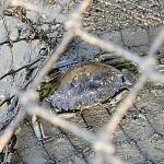Photo courtesy Neil Harrington, Jamestown SKlallam Tribe
In partnership between Jamestown SKlallam Tribe and Washingtons Fish and Wildlife staff, 76 European green crabs were captured in Discovery Bay from August-October 2022. It was the first time the invasive crabs were found in the area, and the first in Jefferson County in some time.