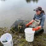 Photo by Zach Levithan, Washington Sea Grant
Adrianne Akmajian with Makah Fisheries Management in Neah Bay checks a trap on the Tsoo-Yess River in 2022. Resource managers there captured 26,140 green crabs last year, significantly up from the previous years high of 1,460.