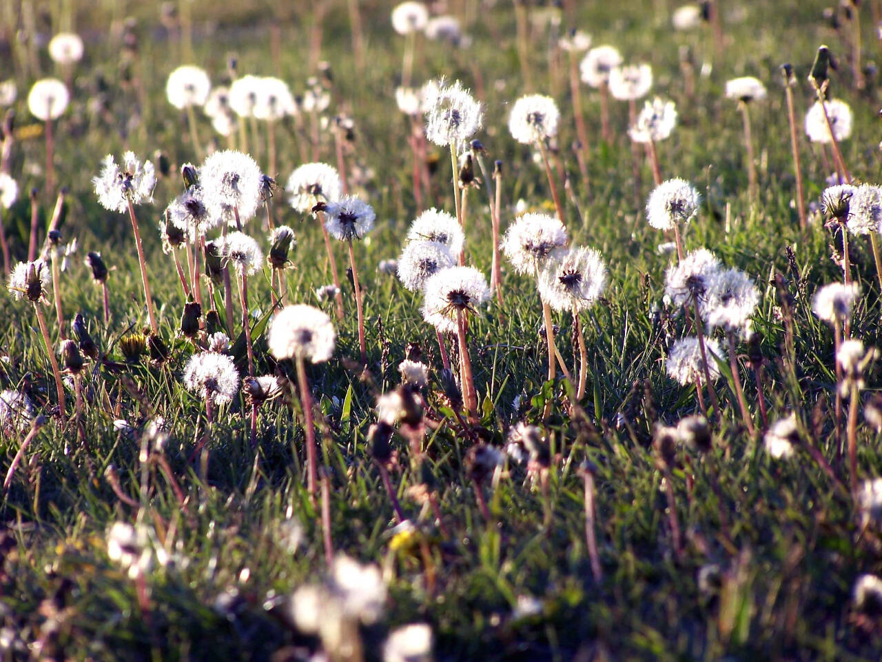 Photo by David Whiting
Dandelions spread about 15 thousand seeds per plant, spreading millions of seeds into their surroundings over time. Find out more on stopping weeds in your garden, such as dandelions, before they multiply, at the next Green Thumb Garden Tips presentation. David Whiting discusses Where Are All The Weeds? from noon-1 p.m. on Thursday, Jan. 26, at the Port Angeles Library.
