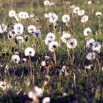 Photo by David Whiting
Dandelions spread about 15 thousand seeds per plant, spreading millions of seeds into their surroundings over time. Find out more on stopping weeds in your garden, such as dandelions, before they multiply, at the next Green Thumb Garden Tips presentation. David Whiting discusses Where Are All The Weeds? from noon-1 p.m. on Thursday, Jan. 26, at the Port Angeles Library.