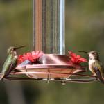Photo by Dow Lambert
Bob Boekelheide and Ken Wiersema present Bird Nesting and the Great Backyard Bird Count at the Olympic Peninsula Audubon Society meeting on Feb. 4. Pictured here are Roufus hummingbirds on a feeder.