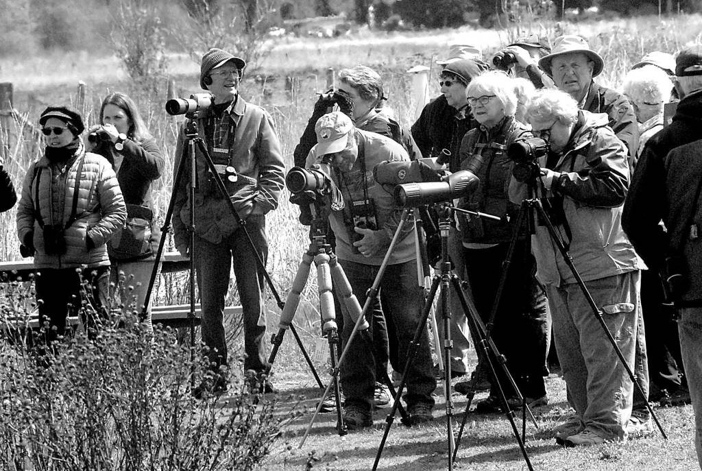 File photo by Keith Thorpe/Olympic Peninsula News Group
Bird watchers search for water fowl on Dungeness Bay from Dungeness Landing County Park north of Sequim during the Olympic BirdFest in 2019.