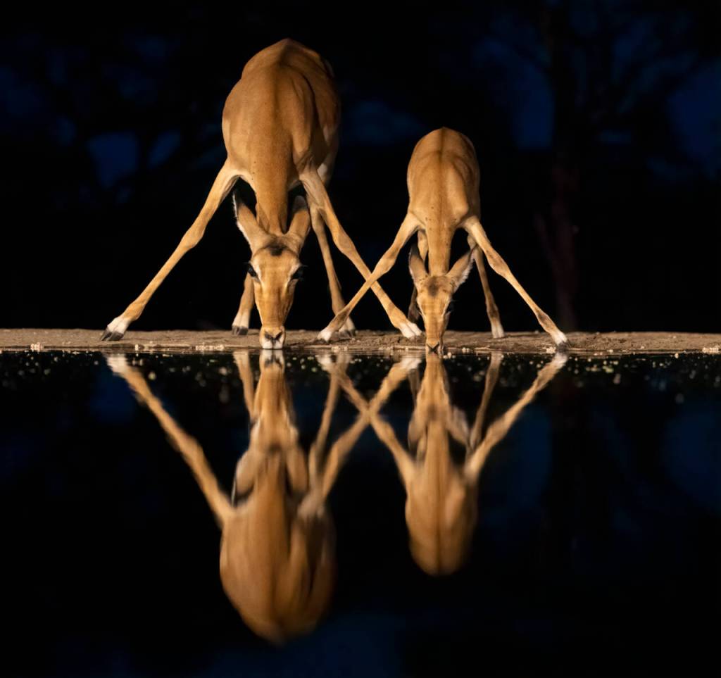 Photo by Suzanna Anya / Impala get an evening drink. Suzanna Anya offers Massai Mara, East Kenya at the March 16 Travelers Journal presentation.