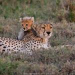 Photo by Burt Jones and Maurine Shimlock
A mother and cub cheetah are pictured in Tanzania. Award-winning photojournalists Burt Jones and Maurine Shimlock will present On the way to the Pandemic: Africa/South Pacific and Pac-NW on March 9.