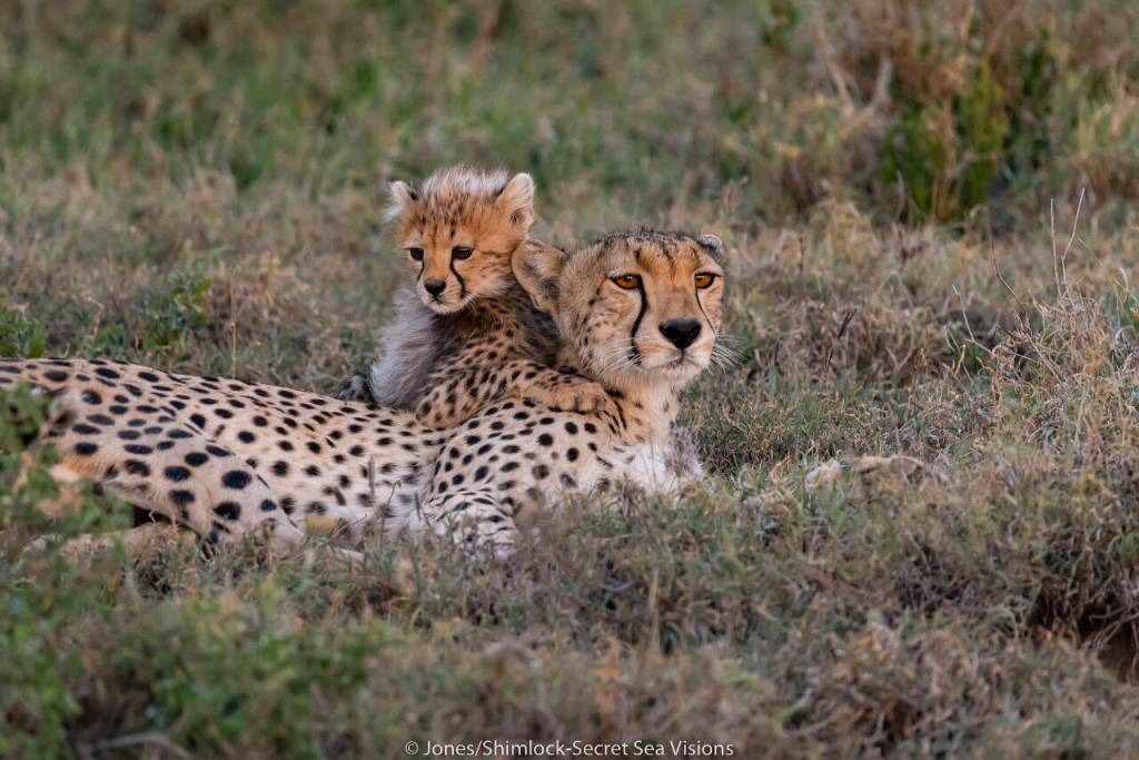Photo by Burt Jones and Maurine Shimlock
A mother and cub cheetah are pictured in Tanzania. Award-winning photojournalists Burt Jones and Maurine Shimlock will present On the way to the Pandemic: Africa/South Pacific and Pac-NW on March 9.