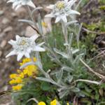 Edelweiss, an alpine plant, brightens the trail on Kevin Froese and Heidi Kannings Mont Blanc adventure.