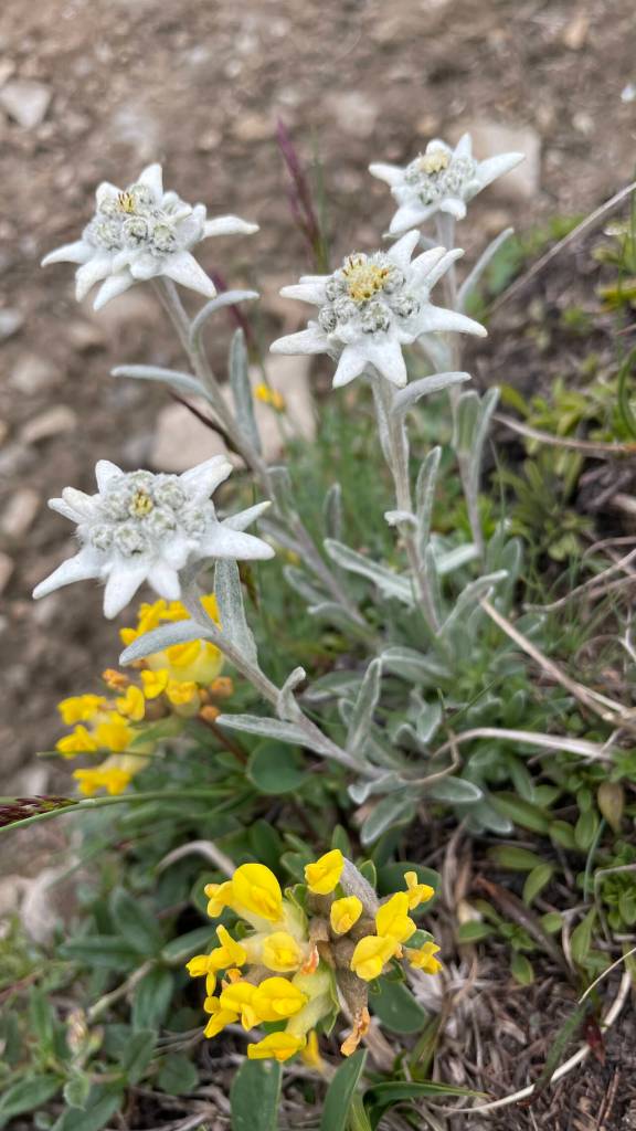 Edelweiss, an alpine plant, brightens the trail on Kevin Froese and Heidi Kannings Mont Blanc adventure.