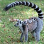 Photos by Ken and Mary Campbell
A female ring-tailed lemur with baby is pictured at the Nahampoana Reserve in Madagascar.