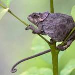 Photo by Ken and Mary Campbell / An elephant-eared chameleon is pictured in the Andasibe area in Madagascar.