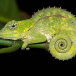 Photo by Ken and Mary Campbell / A warty chameleon is pictured near the Vakona Lodge in Madagascar.