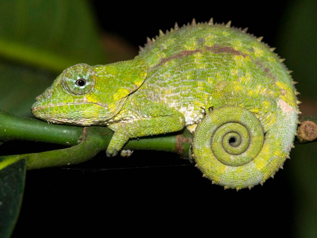 Photo by Ken and Mary Campbell / A warty chameleon is pictured near the Vakona Lodge in Madagascar.