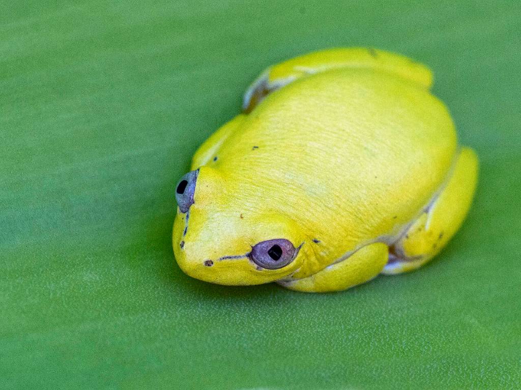 Photo by Ken and Mary Campbell / A Boophis frog is pictured in Taolagnaro, Madagascar.
