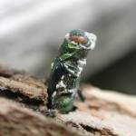 Photo by Houping Liu, USDA
Emerging from the trunk of an ash tree, an emerald ash borer is infected with Beauveria bassiana, an insect-pathogenic fungus that may prove to be a valuable biocontrol for this pest.