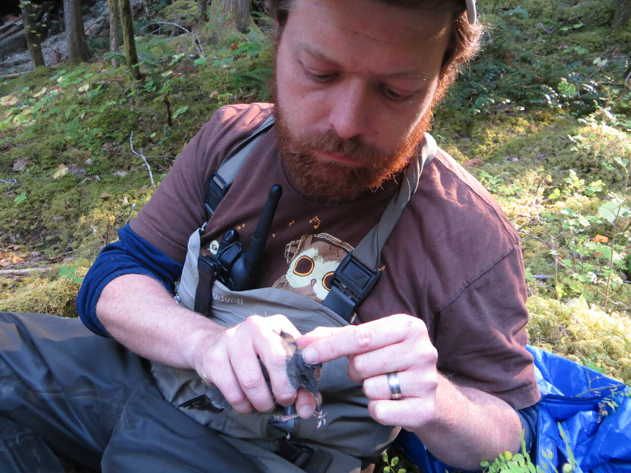 Submitted photo / Avian ecologist Dr. Christopher Tonra presents Salmon and the American Dipper at 7 p.m. Tuesday, Feb. 14, on Zoom.