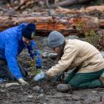 Photo by Ian Shriner / Volunteers at a North Olympic Salmon Coalition event plant tree at a Dungeness River side channel on Jan. 28.