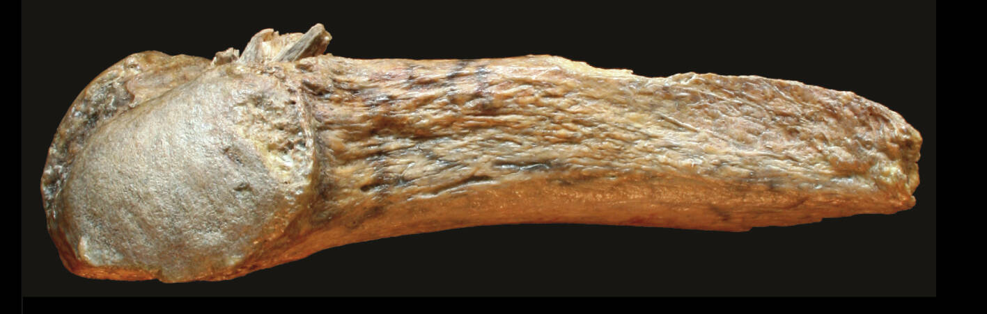 Photos courtesy of the Center for the Study of the First Americans at Texas A&M
The Manis mastodon rib, with embedded point to the left.