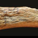 Photos courtesy of the Center for the Study of the First Americans at Texas A&M
The Manis mastodon rib, with embedded point to the left.