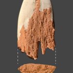 Photo courtesy of the Center for the Study of the First Americans at Texas A&M / A reconstruction of the bone point.