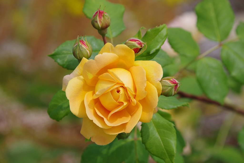 Photo by Leslie A Wright
A Golden Celebration Rose blooms at the Sequim Botanical Garden. The Sequim Botanical Garden Society, a volunteer partner with the City of Sequim and a 501(c)3 nonprofit, offers a Work to Learn party at 1 p.m. on Saturday, Feb. 25, at the Sequim Botanical Garden in Carrie Blake Community Park north of the bandshell. Learn how to prune roses with veteran gardener Mary Crook. Attendees are encouraged to bring some clippers and gloves. For more information, contact the society president Dona Brock at BROCKDL88@gmail.com or 360-460-8865.