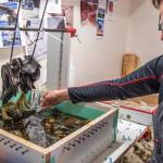 Sequim Gazette photo by Emily Matthiessen
Molly Omann demonstrates how an epoxy splash will look when it joins the epoxy river of the sculpture. The artist has a homemade setup for keeping the eagle legs secure during epoxy pours.
