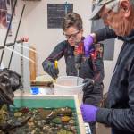 Sequim Gazette photo by Emily Matthiessen
Molly Omann and Don Meyer mix chemicals for the epoxy to be used for the river in the Fisher King piece.