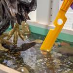Sequim Gazette photo by Emily Matthiessen
Don Meyer guides bubbles in the epoxy to resemble bubbles in water from a sudden splash of a bald eagle catching fish.