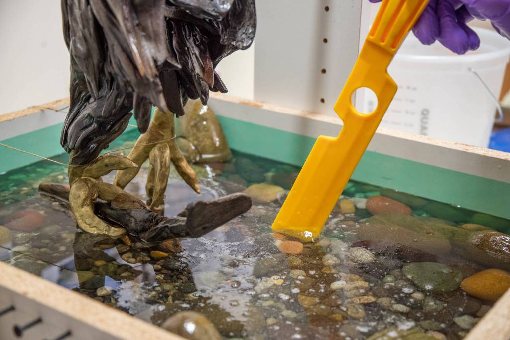 Sequim Gazette photo by Emily Matthiessen
Don Meyer guides bubbles in the epoxy to resemble bubbles in water from a sudden splash of a bald eagle catching fish.