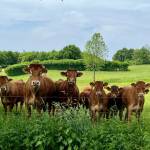 Photo courtesy of Melissa Rosaaen / Cows offer a bonjour to Melissa Rosaaen in France.