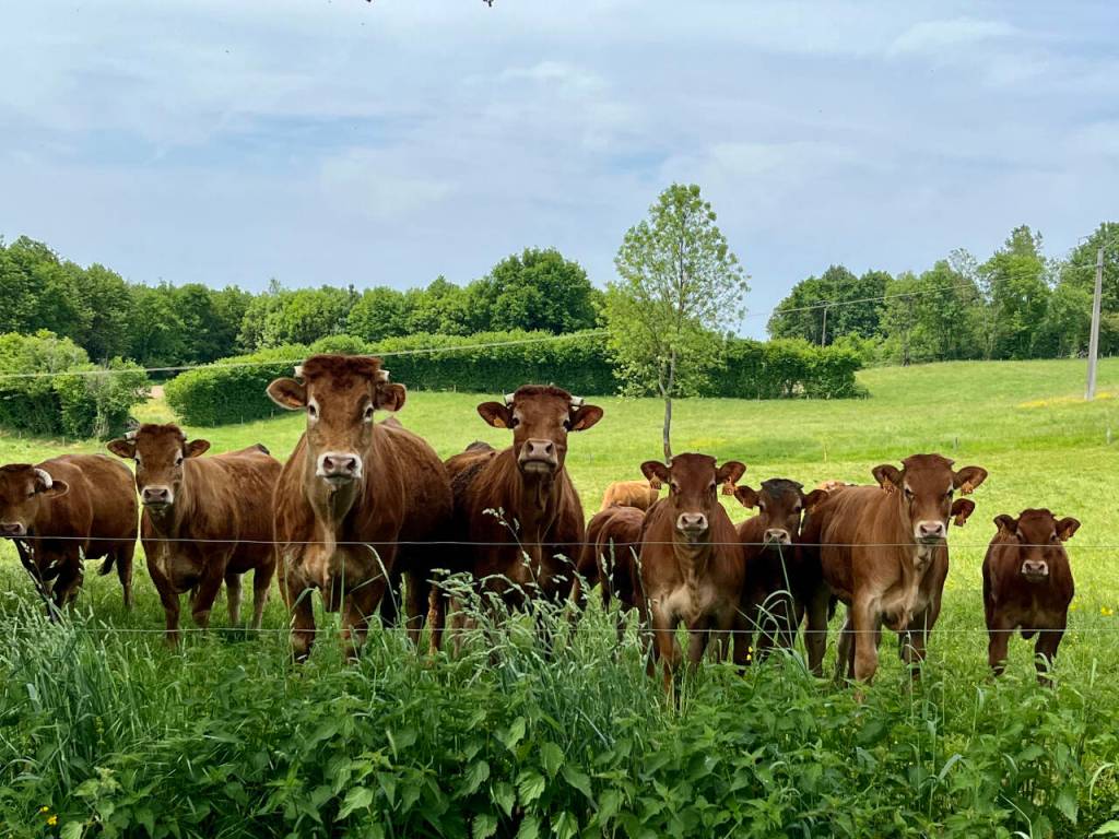 Photo courtesy of Melissa Rosaaen / Cows offer a bonjour to Melissa Rosaaen in France.