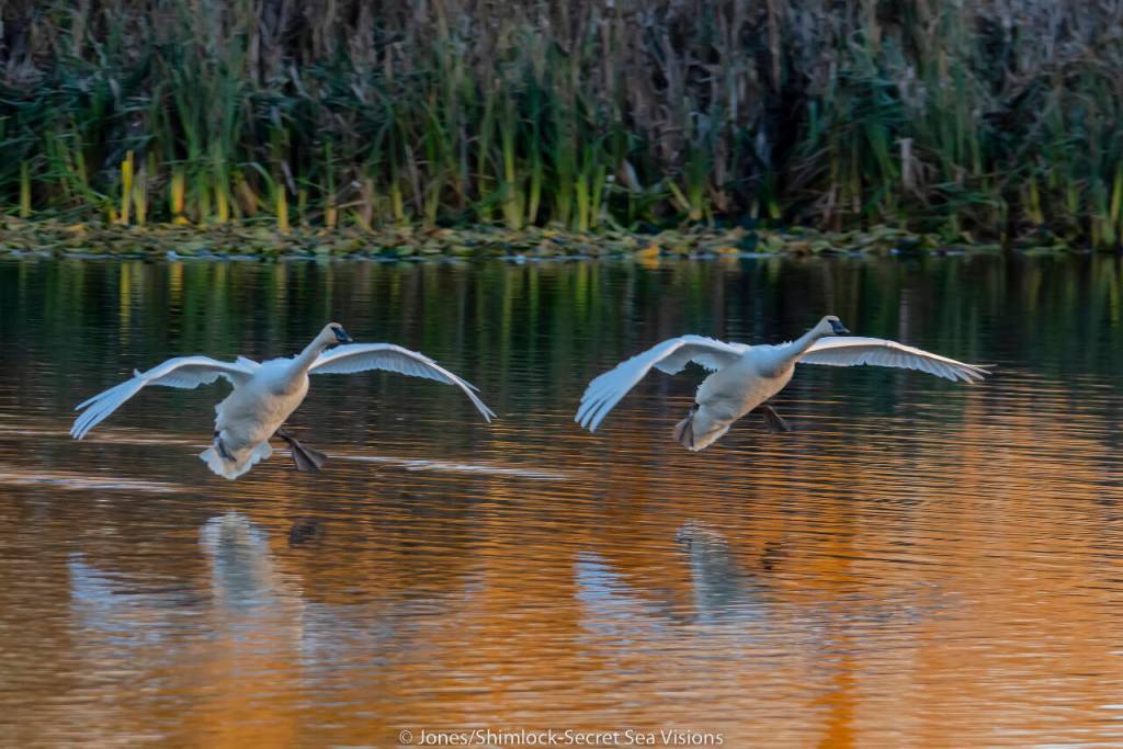 Photo by Burt Jones and Maurine Shimlock / Trumpter swans are pictured in Sequim.