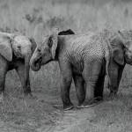 Photo by Suzanna Anya / A family of elephants.