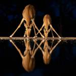 Photo by Suzanna Anya / Impala get an evening drink.
