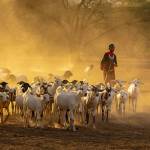 Photo by Suzanna Anya / A Kenyan goat herder is hard at work.