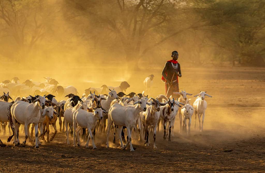 Photo by Suzanna Anya / A Kenyan goat herder is hard at work.