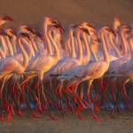 Photo by Suzanna Anya / A gathering of flamingos seem to be dancing.