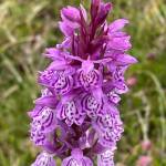 Photo by Carol Bernthal/Adam Henley / More than 22 species of wild orchids are found in the Pyrenees, some of them found nowhere else in the world.