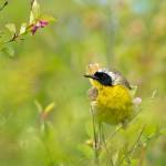 Photo by by Dow Lambert / Learn more about the Sounds of Spring at the next Backyard Birding series event, set for 10 a.m.-noon on Saturday, March 4, at the Dungeness River Nature Center. Pictured is a Common Yellowthroat.