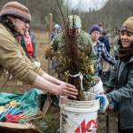 Photo by Charles Espey / Staffers with the North Olympic Salmon Coalition pass out plants to volunteers at the Dungeness River side channel on Jan. 28.