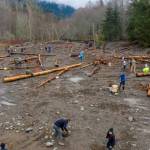 Photo by John Gussman / Volunteers plant trees at the Caldero side channel along the Dungeness River on Jan. 28.