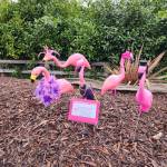 Submitted photo 
Keep an eye out for these plastic flamingo fundraisers in the coming weeks. Parents of the Sequim High Class of 2023 are raising funds for the class safe and sober graduation party.