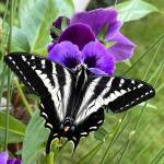 Perfect Imperfection by Hank Izley, a featured artist at the Blue Whole Gallery in April.