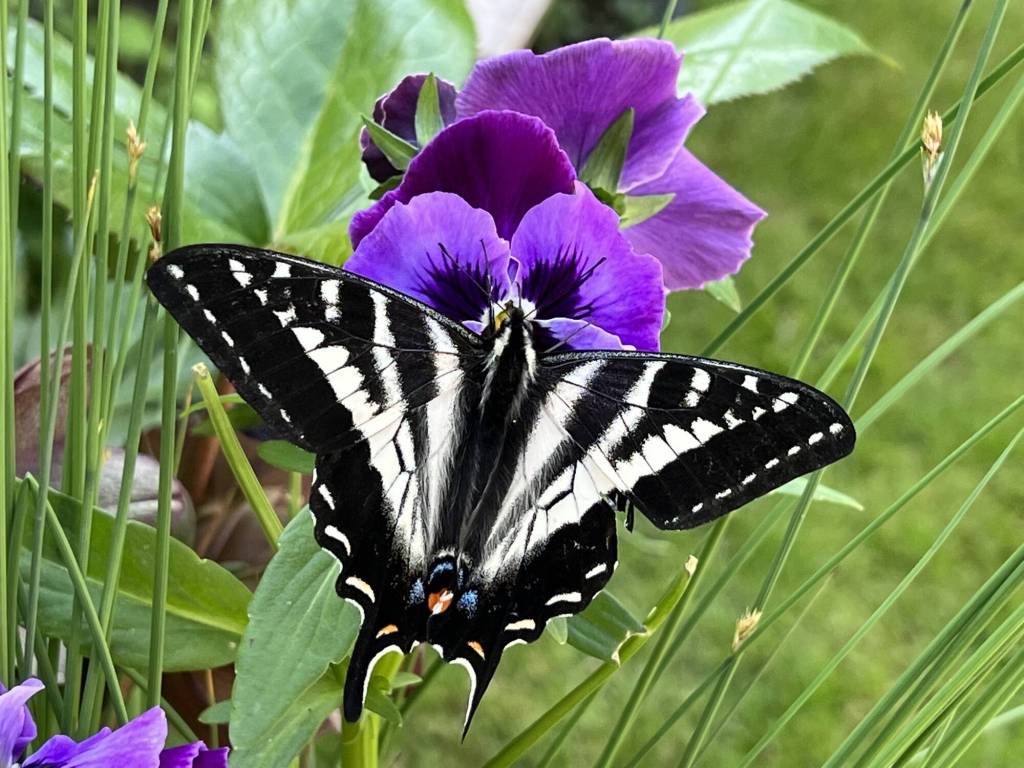 Perfect Imperfection by Hank Izley, a featured artist at the Blue Whole Gallery in April.