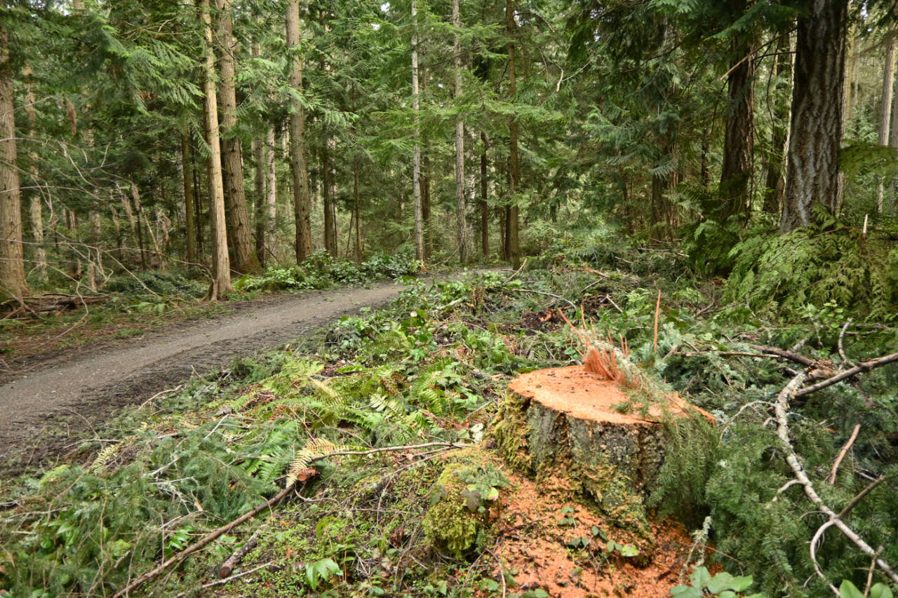 Sequim Gazette photo by Michael Dashiell / Robin Hill Farm County Park reopened on March 3 after a three-month closure to clear trails of fallen tees and debris.
