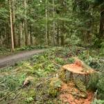 Sequim Gazette photo by Michael Dashiell / Robin Hill Farm County Park reopened on March 3 after a three-month closure to clear trails of fallen tees and debris.