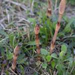 Photo by Robert Vidéki, Doronicum Kft., Bugwood.org / Fertile stems of field horsetail fern (Equisetum arvense).