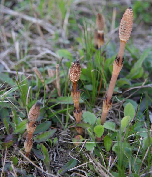 Photo by Robert Vidéki, Doronicum Kft., Bugwood.org / Fertile stems of field horsetail fern (Equisetum arvense).