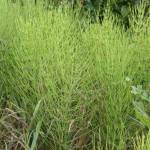 Photo by Robert Vidéki, Doronicum Kft., Bugwood.org / Vegetative stems of field horsetail fern (Equisetum arvense).