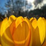 Photo courtesy Renne Emiko Brock
Sequim Botanical Garden Society hosts Dona Brock at 1 p.m. March 25 to discuss drip irrigation at a Work to Learn Party in Carrie Blake Community Park.
